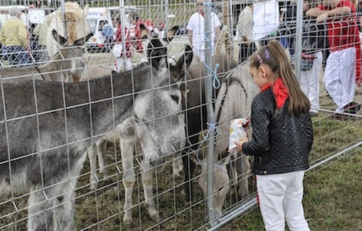 La Feria de Ganado ha reunido 653 cabezas en Agustino. (Idoia ZABALETA/ARGAZKI PRESS)