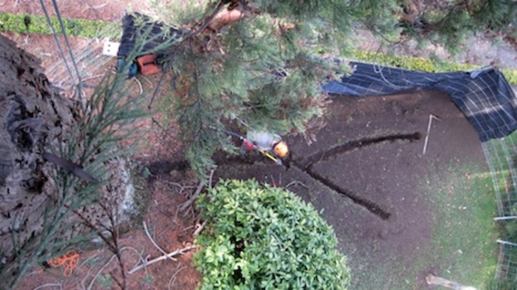Imagen de la instalación del pararrayos en uno de los árboles singulares de Iruñea. (AYUNTAMIENTO DE IRUÑEA)