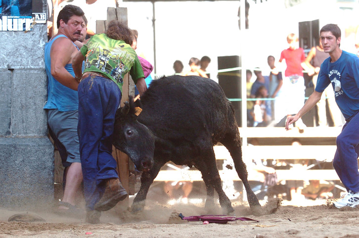 El vecindario de Noain ha votado a favor de que se celebre suelta de vacas en fiestas. (Jagoba MANTEROLA/ARGAZKI PRESS)