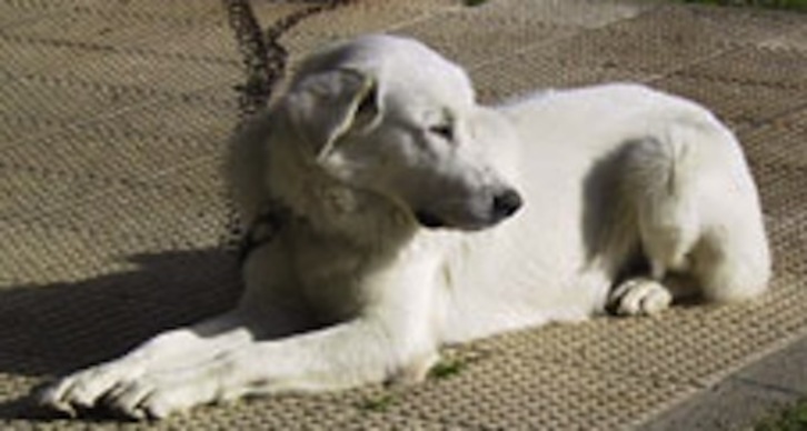 El Consistorio ha publicado el anteproyecto de ordenanza de animales de Iruñea, que regula el censo canino. (AYUNTAMIENTO DE IRUÑEA)