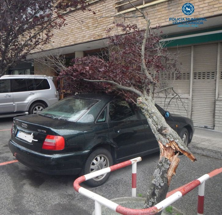 Uno de los árboles cayó sobre un vehículo estacionado. (Ayuntamiento de Iruñea)