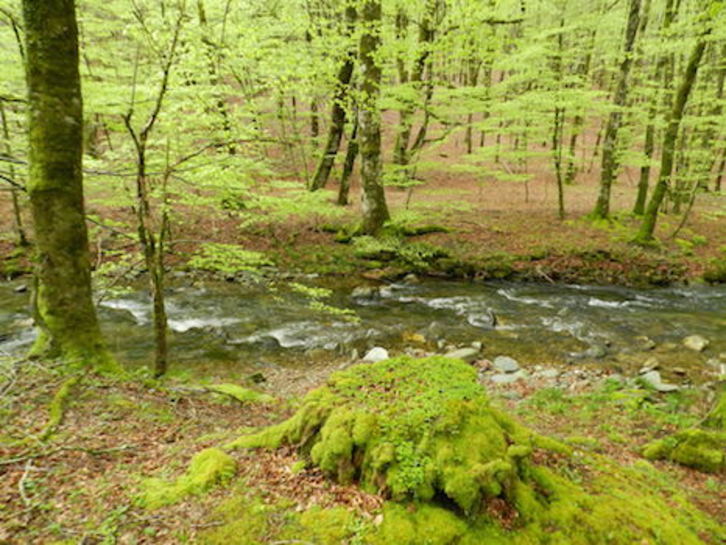 Los troncos procedentes de bosques de Esteribar y Ultzama bajaban hasta Iruñea por el cauce los ríos Arga y Ultzama. (FOTOGRAFÍAS: Iñaki VIGOR)