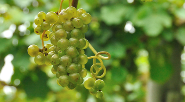 El txakoli se producía en Iruñea gracias a las viñas existentes en Ezkaba y la Txantrea.